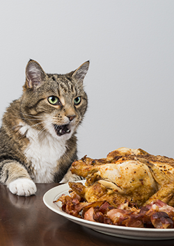 Alimentaci�n para perros y gatos