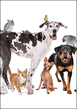 Cuidado de los animales de compan�a