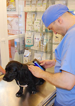 Dermatolog�a veterinaria