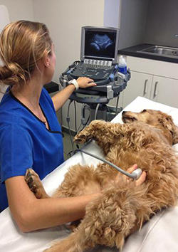 Ecograf�a en caninos y felinos