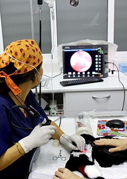 Endoscopia en caninos y felinos