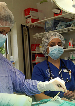 Enfermero quir�rgico veterinario