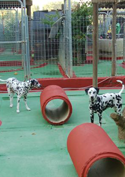 Inicio y gesti�n de guarder�as caninas