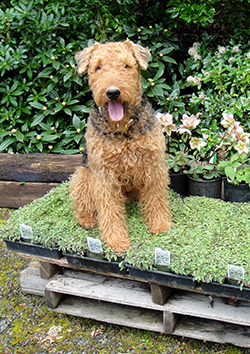 Jardines pet friendly