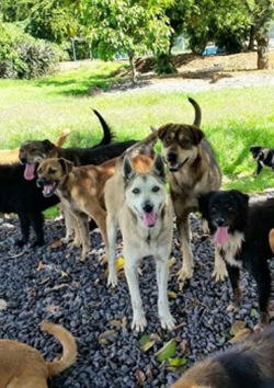 Manejo canino en refugios