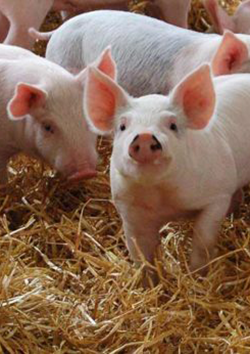 Manejo de porcinos
