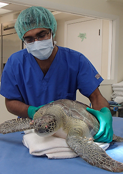 Medicina en tortugas marinas