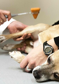 Neurolog�a veterinaria
