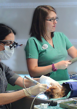 Odontolog�a en caninos y felinos