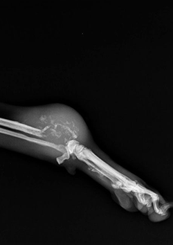 Oncolog�a veterinaria