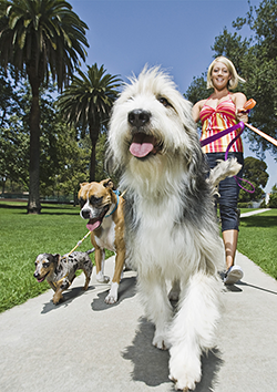 Pet sitter profesional