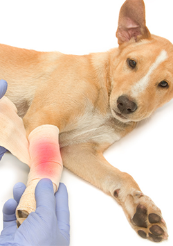 Primeros auxilios en caninos y felinos