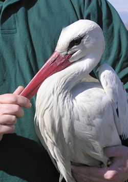 Primeros auxilios en animales silvestres