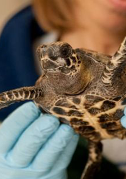 Rescate de tortugas marinas
