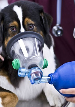 Clinica respiratoria en caninos y felinos