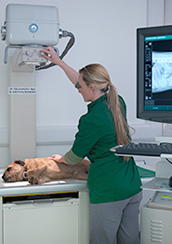 Especializaci&oacute;n en radiolog&iacute;a animal