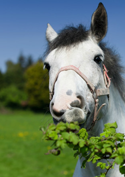 Plantas t�xicas para equinos, porcinos y rumiantes