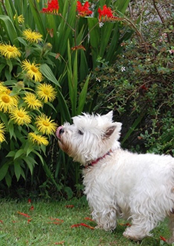 Plantas t�xicas para caninos y felinos