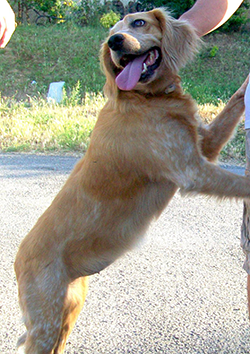 Zoonosis asociadas a caninos y felinos