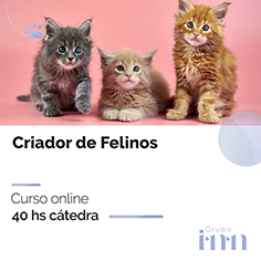 Curso online Criador de Felinos