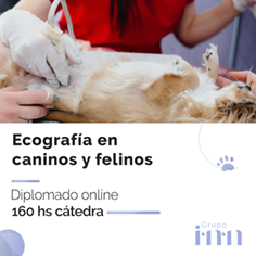 Ecografia en canins y felinos online