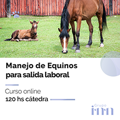 Curso online Manejo de Equinos