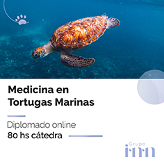 Diplomado online medicina en tortugas marinas