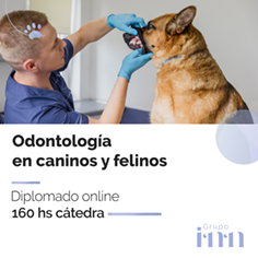 Diplomado online en odontologia veterinaria