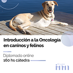 Diplomado en oncologia veterinaria online