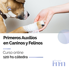 Curso online Primeros auxilios en caninos y felinos