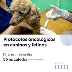 Diplomado online en protocolos oncologicos veterinarios
