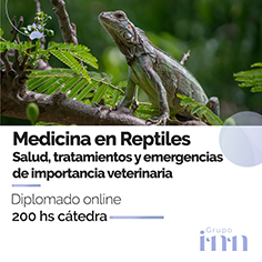 Diplomado online medicina en reptiles