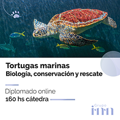 Diplomado online - Rescate tortugas marinas