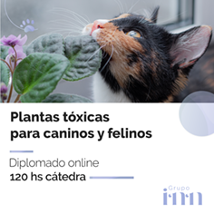 Diplomado online plantas toxicas para peque�os animales